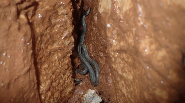 Macroprotodum-Obs-no1