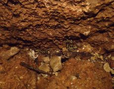 12583632_1082615955103128_1059352255_n