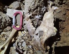 Figura 6 – Ossadas de carnívoro