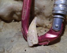 Figura 7– Dente do carnívoro