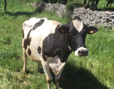 60058237_2670997602973597_8680943561727803392_n[1]