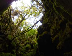 Alecrineiros18_DSC02001