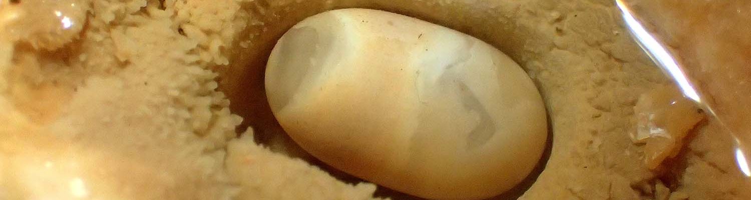 Artigo_Alecrineiros1