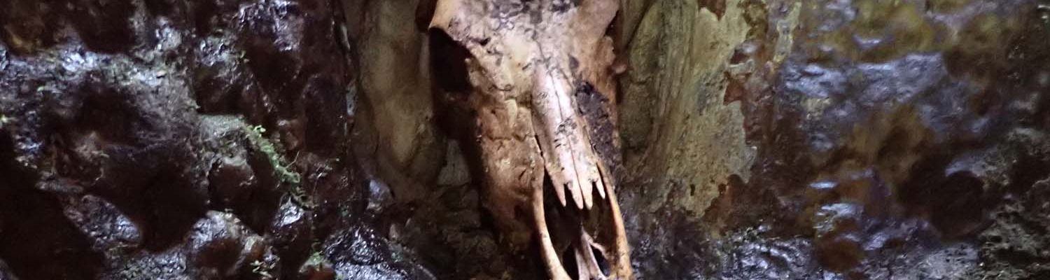 Artigo_Alecrineiros23a