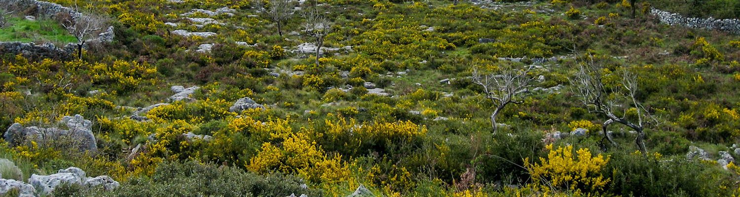 Artigo_Apontamentos algares A102