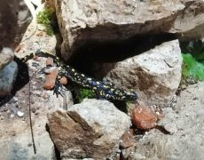 WhatsApp-Image-2021-04-10-at-18.49.13