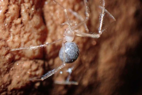 Figura 3 – Registo de espécie de aranha