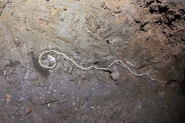 Figura 13 - Esqueleto de cobra intacto, no fundo do poço com CO2.